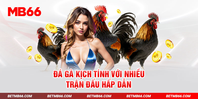 Đá gà kịch tính với nhiều trận đấu hấp dẫn